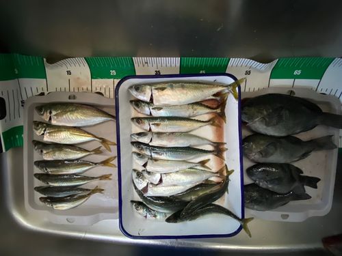 アジの釣果