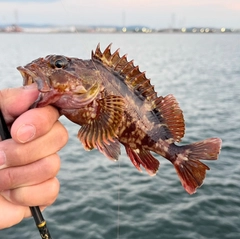 カサゴの釣果