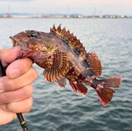 カサゴの釣果