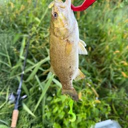 スモールマウスバス