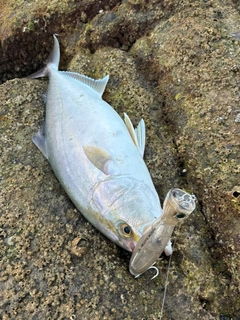 ネリゴの釣果