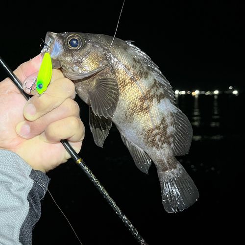 メバルの釣果