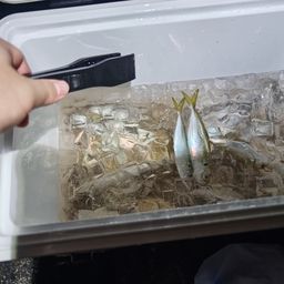 アジ
