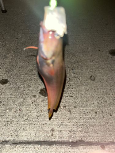 道央地方