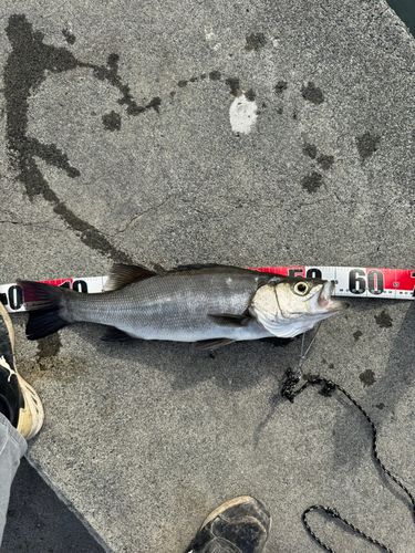 ヒラスズキの釣果