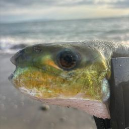 シロサバフグ
