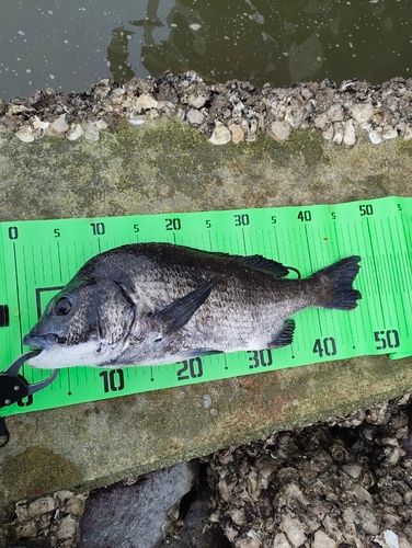 チヌの釣果