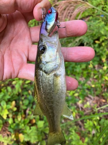 ラージマウスバスの釣果
