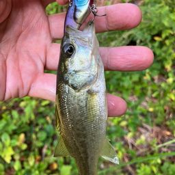 ラージマウスバス