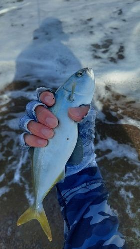 コゾクラの釣果
