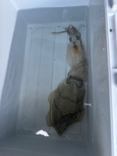 海釣り公園みかた