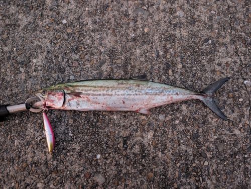 サゴシの釣果