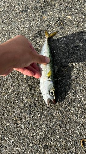 サバの釣果