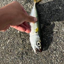 サバ