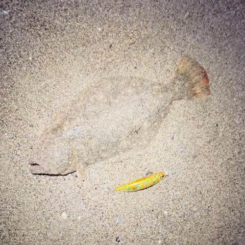 ソゲの釣果