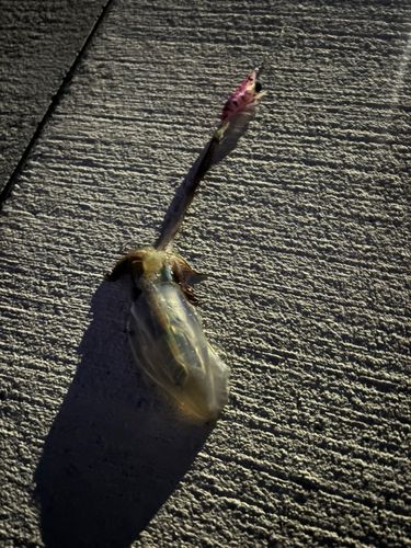 釣果