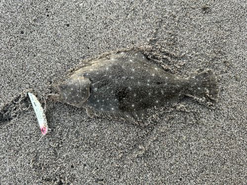 ソゲの釣果