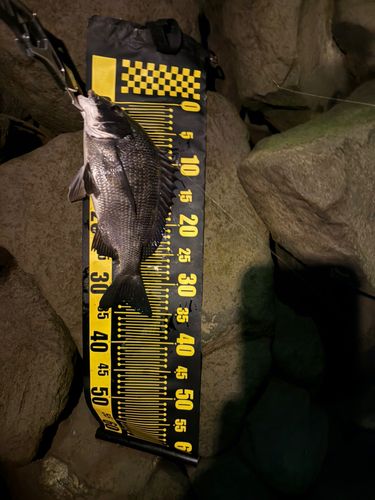 チヌの釣果
