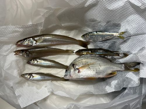 若洲海浜公園海釣り施設