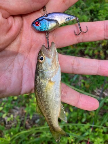 ラージマウスバスの釣果