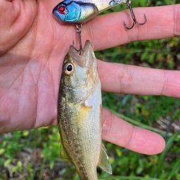 ラージマウスバス