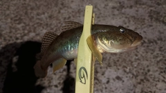 マハゼの釣果