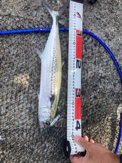 サゴシの釣果