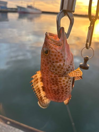 オオモンハタの釣果