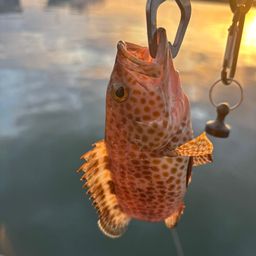 オオモンハタ