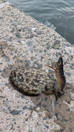モンゴウイカの釣果