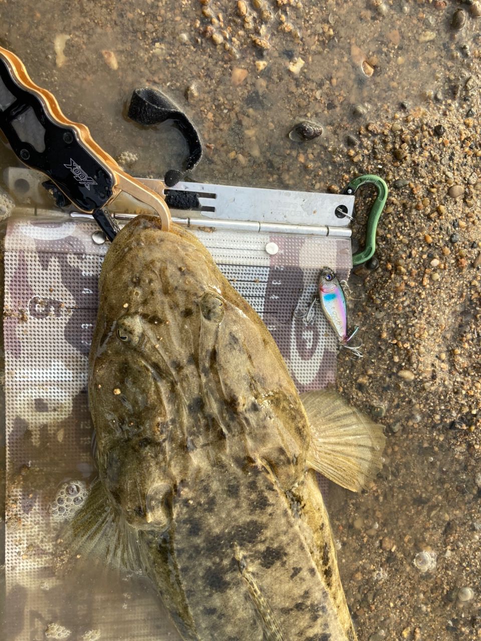 マゴチ