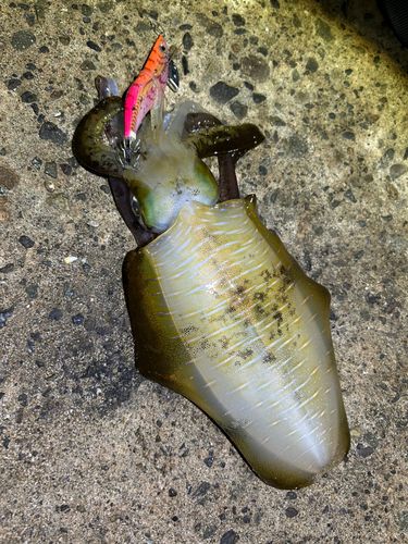 アオリイカの釣果