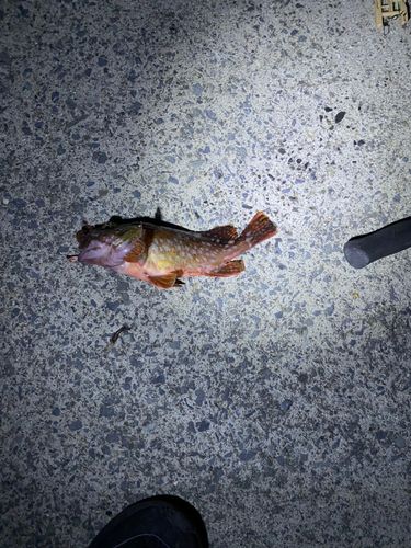 釣果