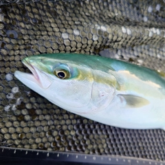 ツバイソの釣果