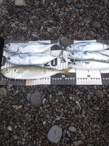 スマガツオの釣果