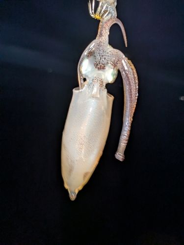 河芸漁港