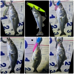 シーバスの釣果