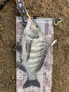 チヌの釣果