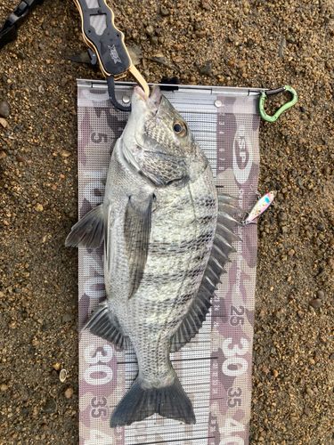 チヌの釣果