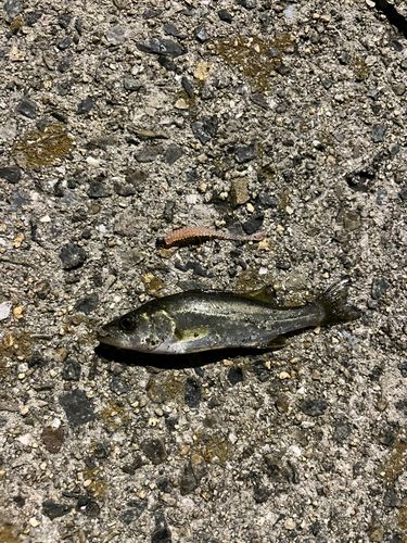 スズキの釣果