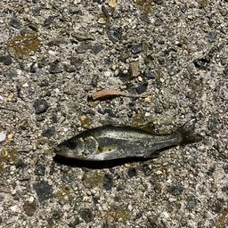 セイゴ（マルスズキ）