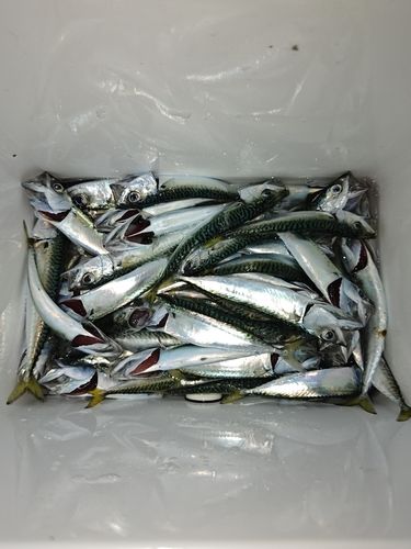 サバの釣果