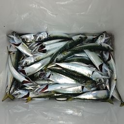 サバ