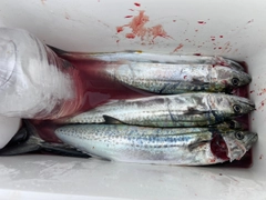 サゴシの釣果