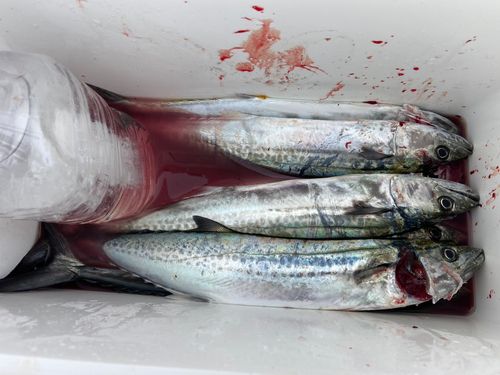 サゴシの釣果