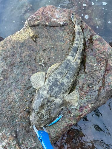 マゴチの釣果
