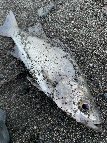 セイゴ（マルスズキ）の釣果