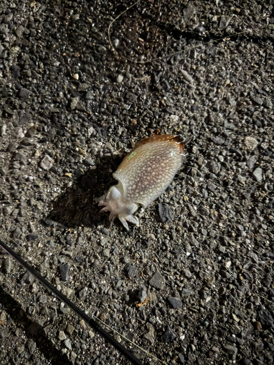 シリヤケイカ