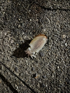 シリヤケイカの釣果