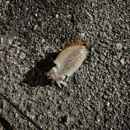 シリヤケイカ